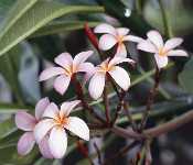 Hibiscus Flowers